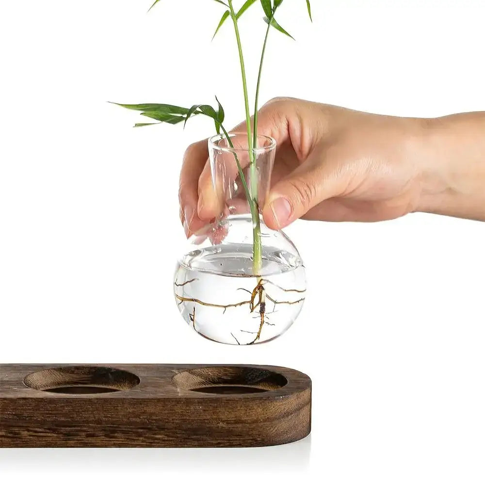 Glass Hydroponic Vase Set