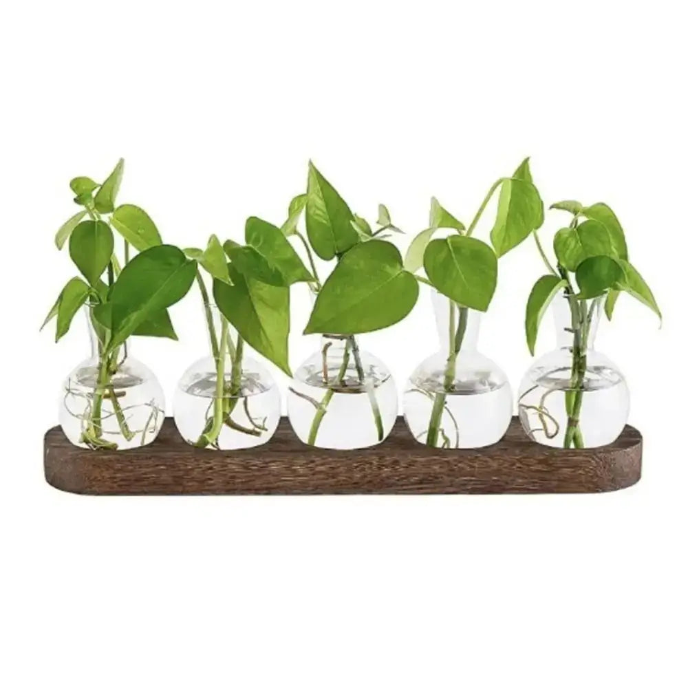 Glass Hydroponic Vase Set