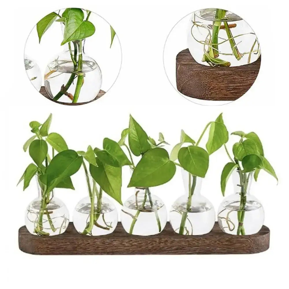 Glass Hydroponic Vase Set