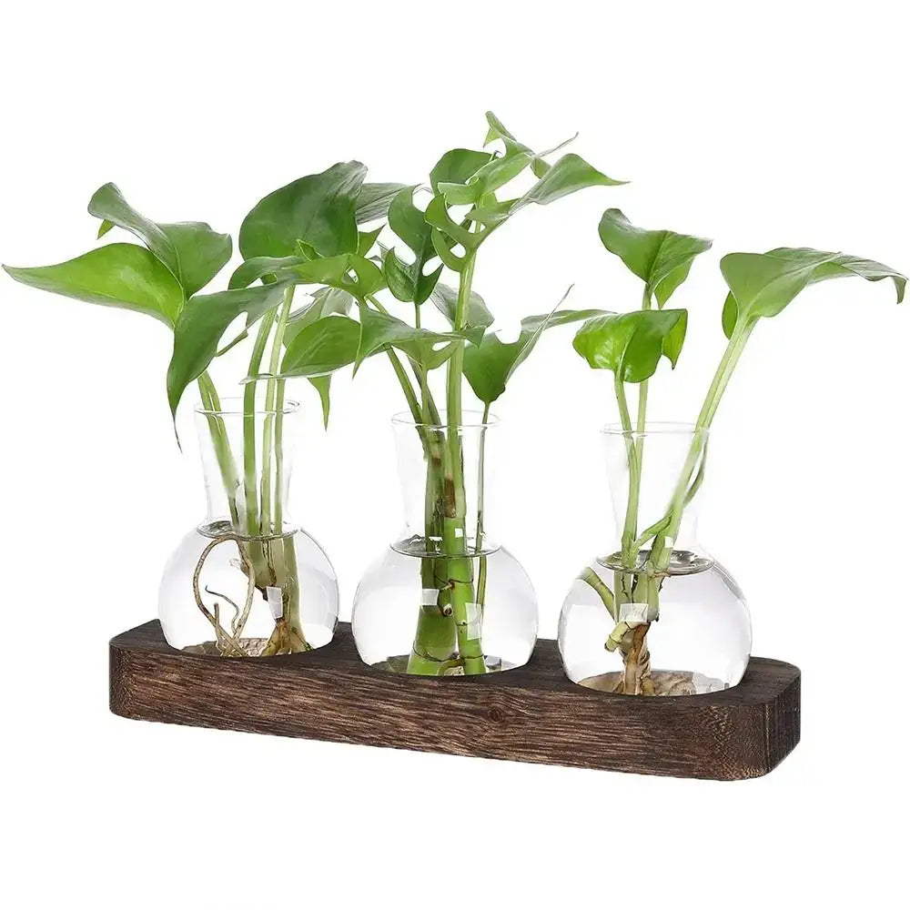 Glass Hydroponic Vase Set