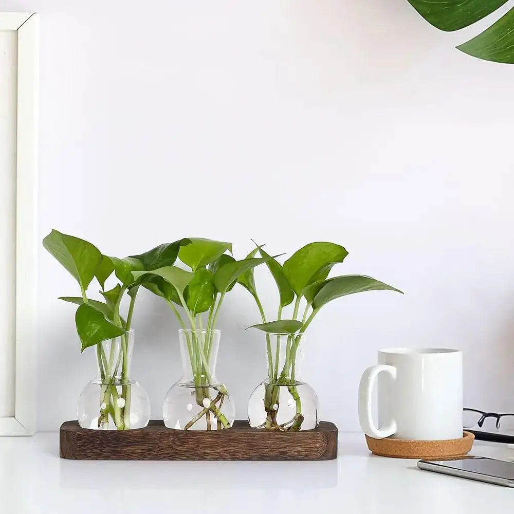 Glass Hydroponic Vase Set