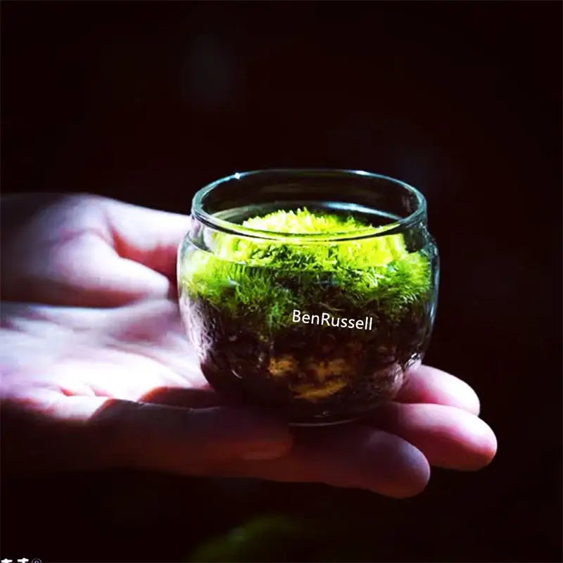 Moss Glass Terrarium Vase
