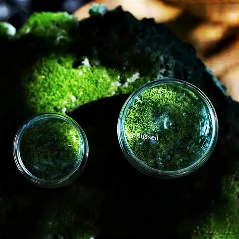 Moss Glass Terrarium Vase
