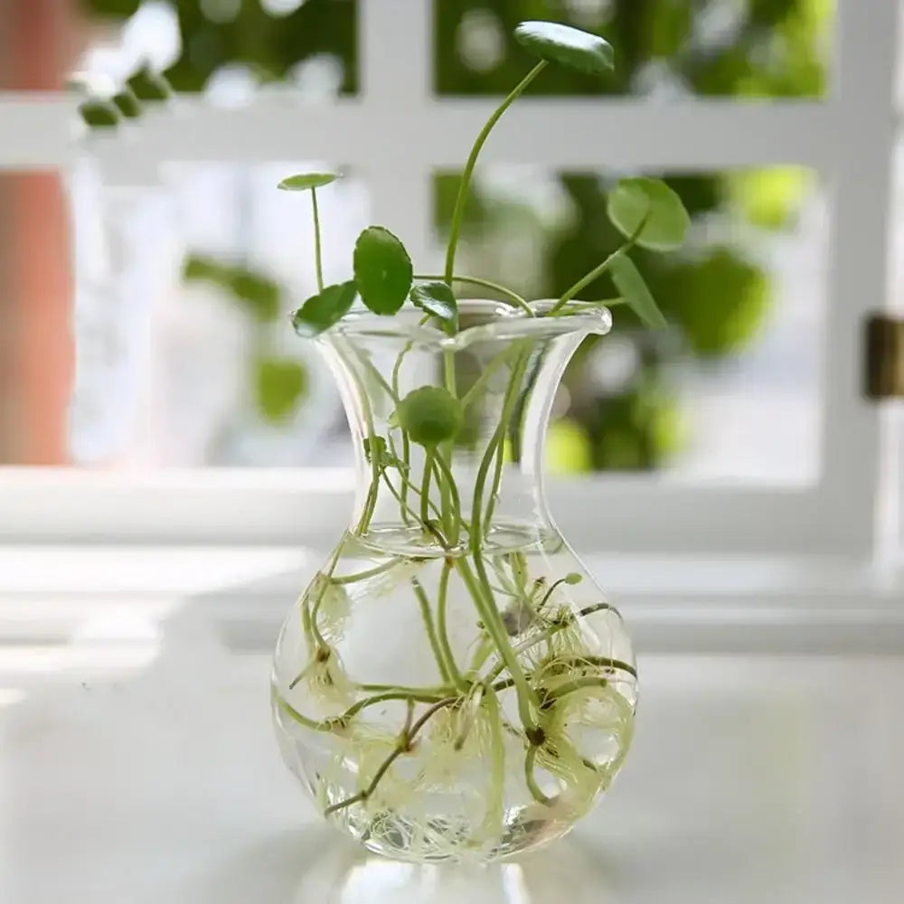 Glass Tapered Vase Terrarium