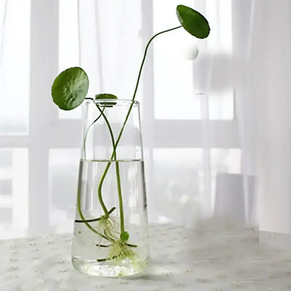 Glass Tapered Vase Terrarium